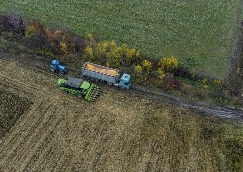 Potpore proizvođačima sjemenskog kukuruza, očekuje se povijesno najmanja proizvodnja