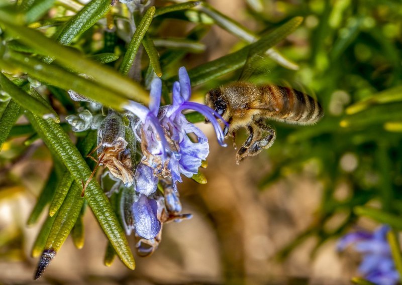 Kazne do sto tisuća kuna: Pesticidi opasni za pčele zabranjeni u vrijeme cvatnje