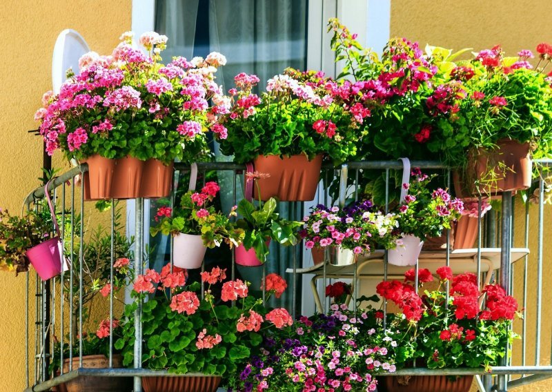 Lijepe i lake za održavanje: Biljke koje prekrasno izgledaju na balkonu, a o njima se gotovo uopće ne morate brinuti