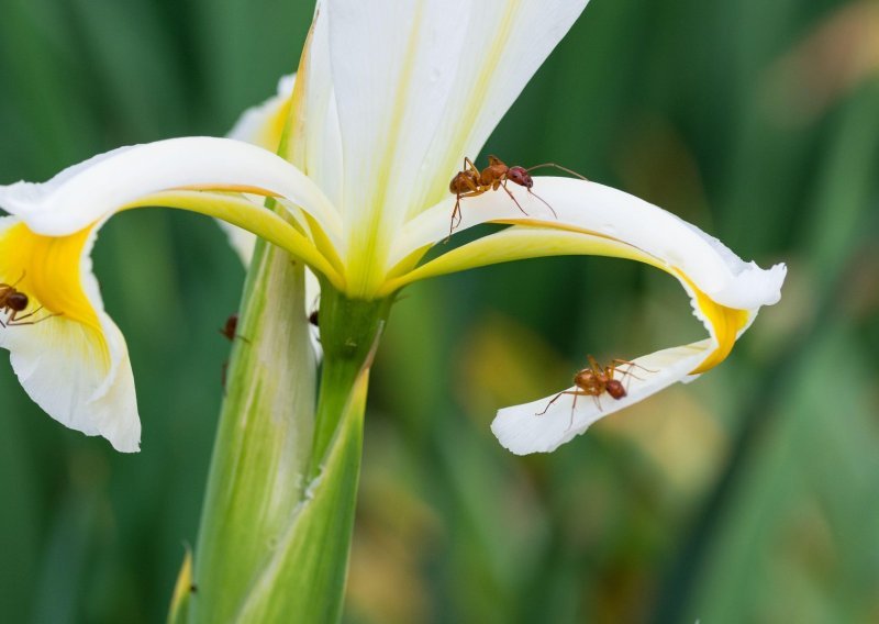 Tako sićušni, a tako moćni po pitanju uništavanja biljaka: Ima li nade kada mravi napadnu vrt?