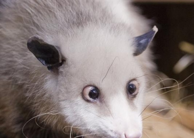 Razroka oposumka ima neobičan pogled na svijet
