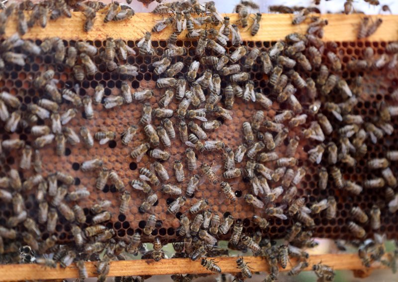 Vučković: Država će pomoći pčelarima zbog pomora pčela