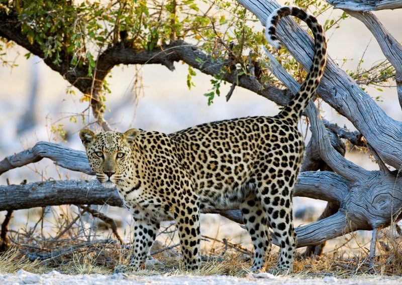 Leopard napao policajca i stvorio paniku u iranskom gradu