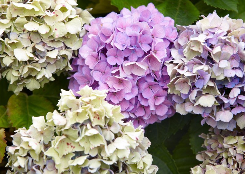 Najraskošniji cvjetni grmovi: Što morate znati o uzgoju hortenzija