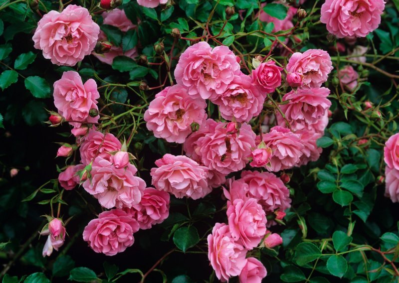 Nije sve izgubljeno: Uz pomoć ovih trikova oživjet ćete vrt s ružama