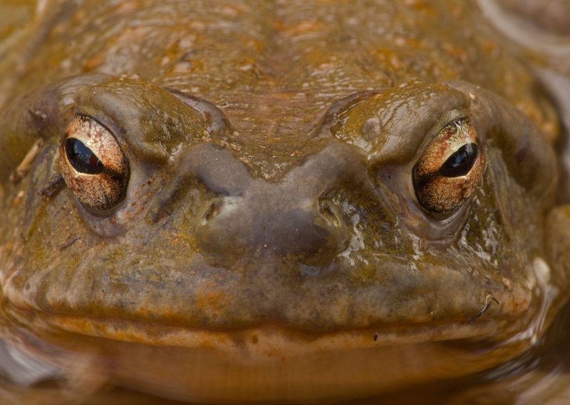 Meksička otrovna žaba - 'sveta' životinja nove psihodelije