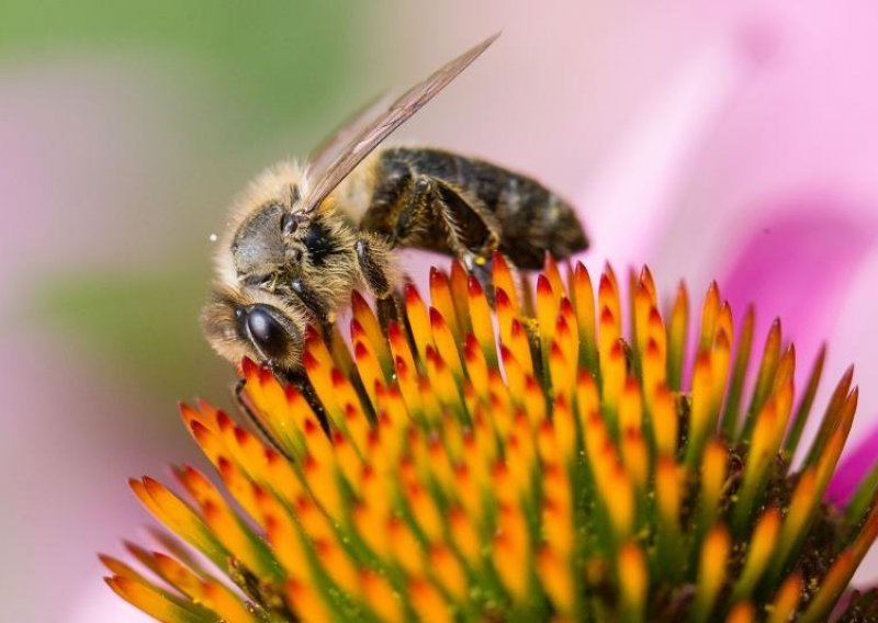 Upoznajte informatičare čija se aplikacija za pčelare probila u 20 zemalja