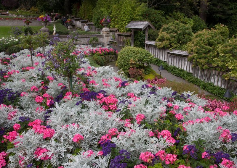 Tajna prekrasnog vrta krije se u kontrastima: Posadite biljke srebrnih listova i uživajte u najljepšim prizorima