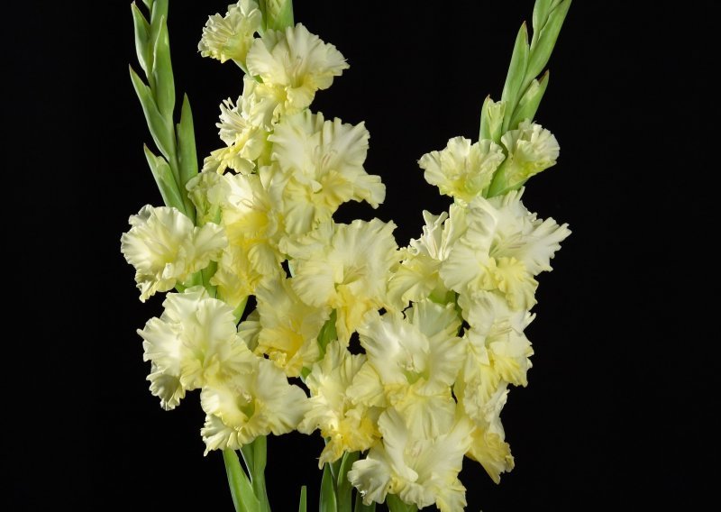 Plijene ljepotom: Još stignete posaditi lijepe gladiole koje će dati posebnu čar svakom vrtu