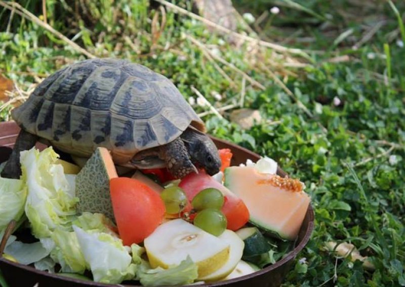 Doživite čudesan svijet riba selica i hrvatskih kornjača