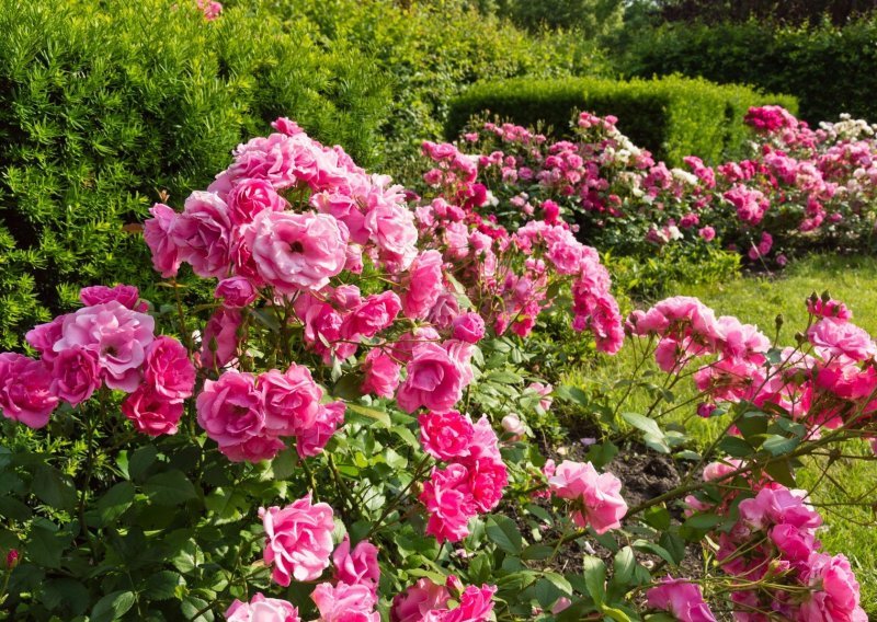 Ruže su kraljice svakog vrta, no što kad se počnu sušiti? Prekrasne grmove može se vratiti u život, a ovo su ključni koraci