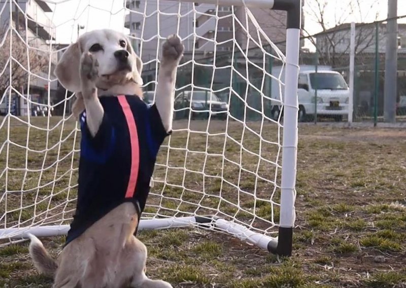 Ovaj pas je spreman za Svjetsko nogometno prvenstvo