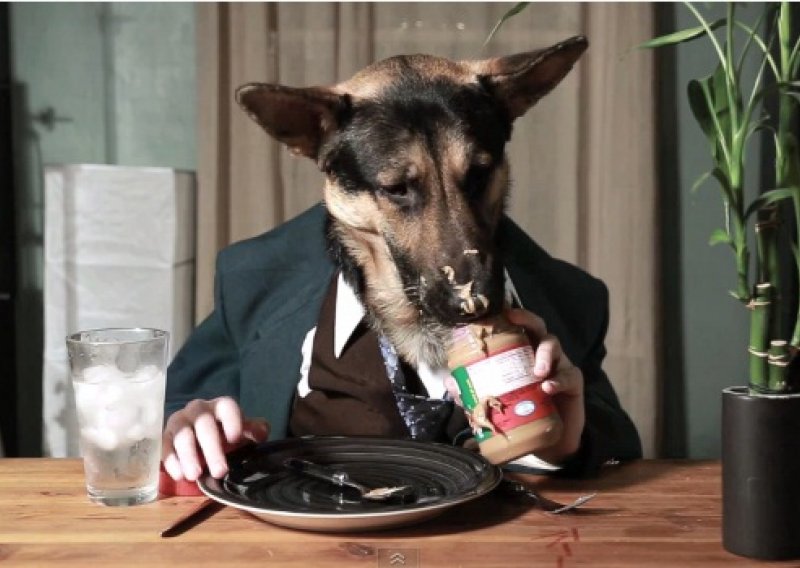 Urnebesan pas jede za stolom kao čovjek