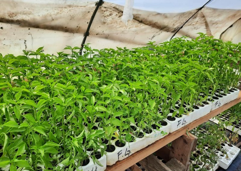 Poljoprivrednica poklanja sadnice paprike, rajčice, feferona i krastavaca svima čiji su usjevi stradali u velikom nevremenu