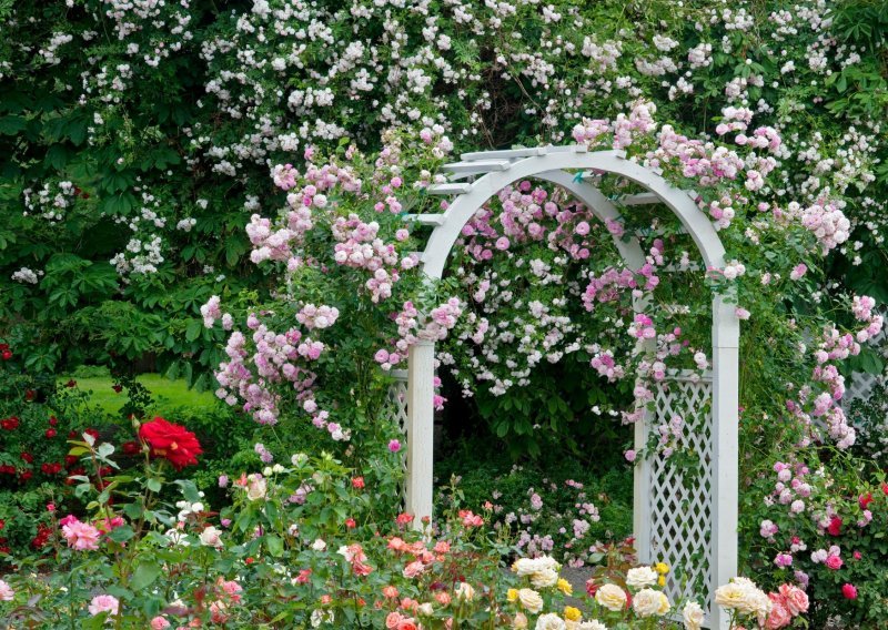 Ruže su najljepši ukras u vrtu, a tu je i nekoliko trikova uz pomoć kojih će cvasti još bujnije
