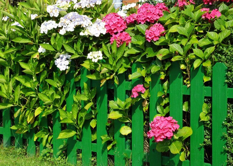 Štite od pogleda, ali i skrivaju nedostatke: Ako ljepotu vrta narušava neugledna ograda, sadnja ovog cvijeća najbolja je odluka