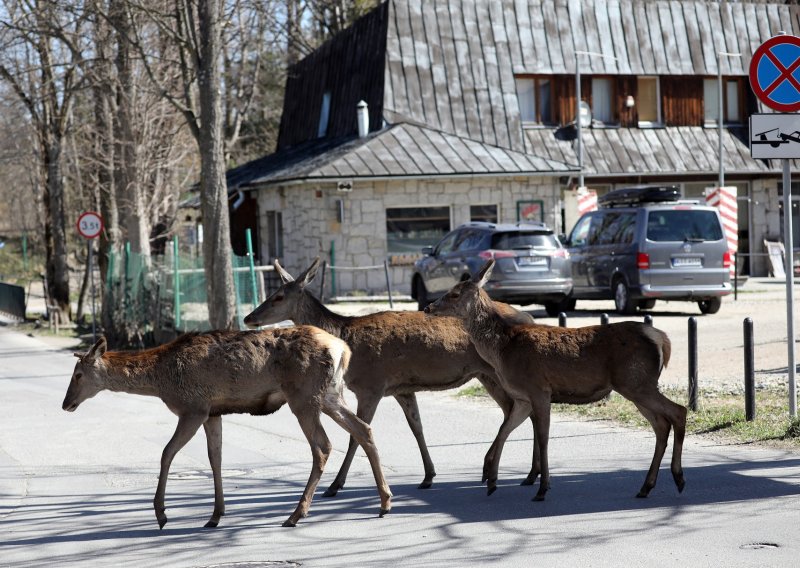 Vozači će sami plaćati štetu od naleta na divljač? Nova pravila idu na ruku lovcima i osiguravateljima