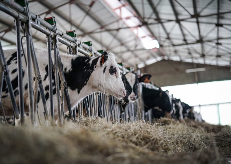 Proizvodnja kravljeg mlijeka u 2021. pala za 11,7 posto
