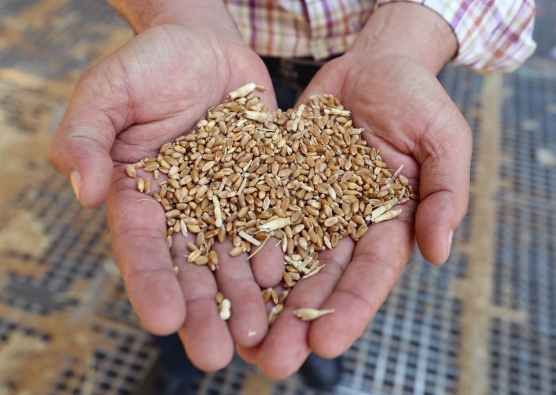 Zbog prehrambene krize Brazil pojačao sjetvu pšenice, očekuje se rekordan urod