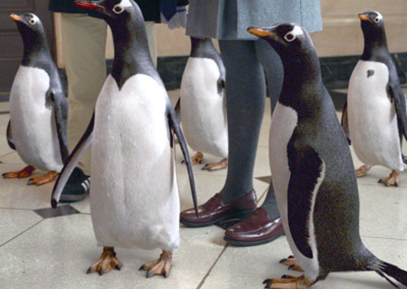 Pogledajte film 'Pingvini gospodina Poppera' - dobitnici