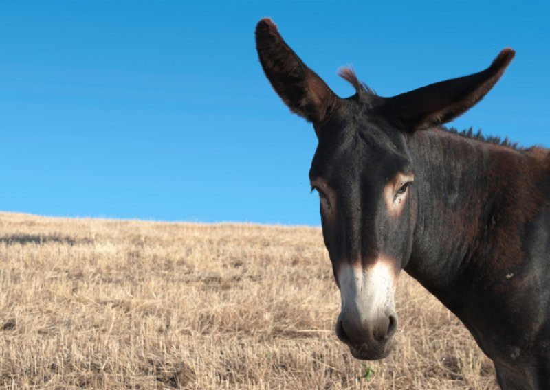 Bugari žele magarca za gradonačelnika