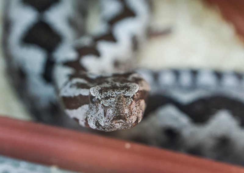 Ženu u Dalmaciji ugrizla najotrovnija hrvatska zmija, skrila se u najlon vreći. Mještani ih susreću gotovo svakodnevno