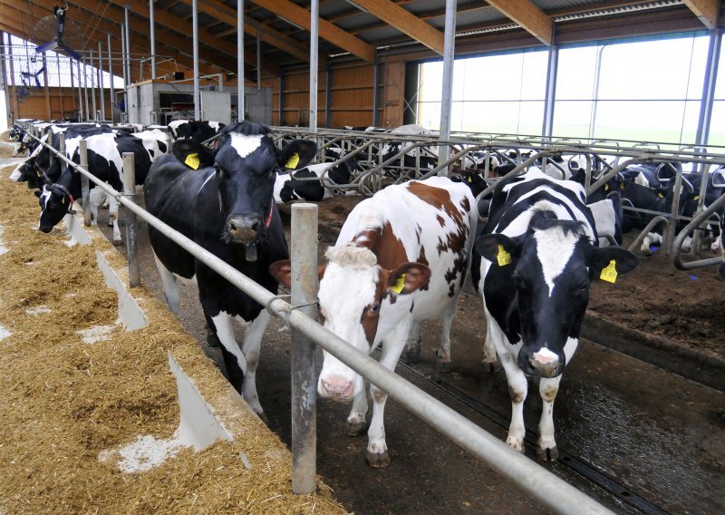 Ministarstvo poljoprivrede priprema tri milijuna kuna za potpore županijskim programima za mliječno govedarstvo