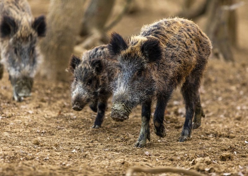 Čopor divljih svinja hara Zagrebom, sve su bliže centru: 'Bojim se izaći iz kuće'