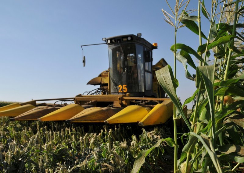 Milijun eura potpore hrvatskim proizvođačima kukuruza, svaki korisnik dobit će najviše 35 tisuća eura