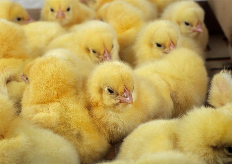 Ključ uzgoja sretnih kokoši možda se krije u - umjetnoj inteligenciji