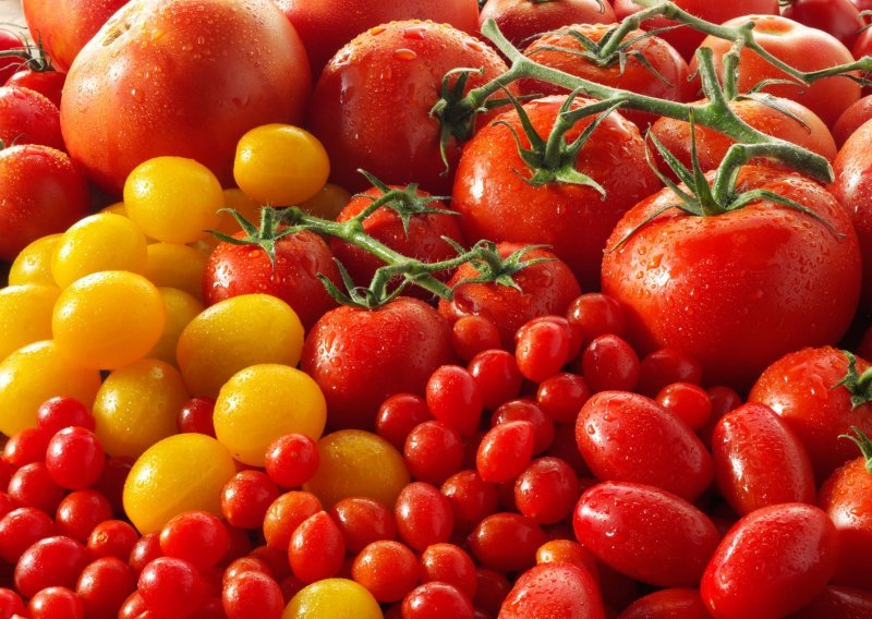 Prve rajčice s oznakom 'Dokazana kvaliteta- Hrvatska' uskoro na tržištu