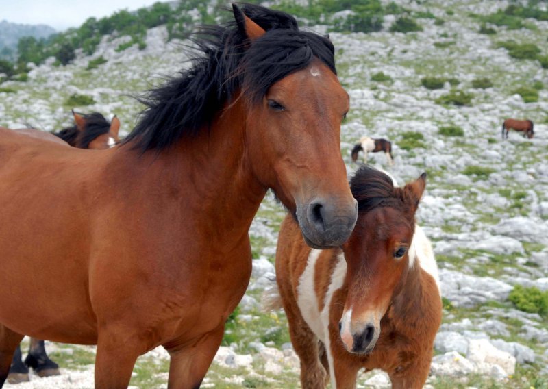 Turisti po mraku kucali na vrata HGSS-a noseći malo dijete koje je udario konj