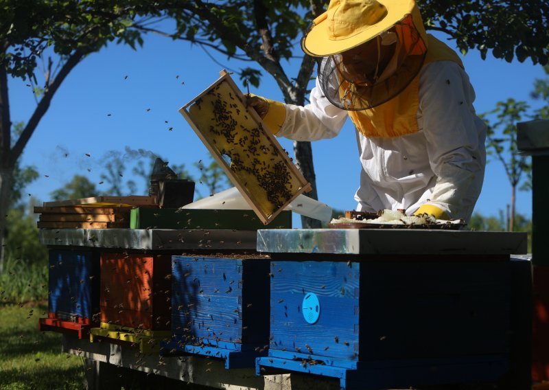 'Potrebno je boriti se za opstanak pčelarstva, uvozi se loš med po puno nižim cijenama, a inspekcije nema'
