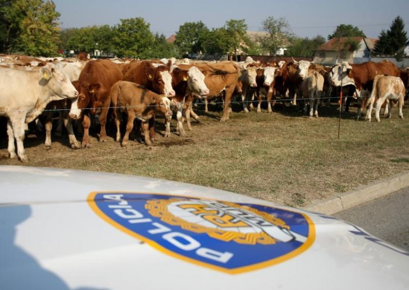 Pastir prebio policajce zbog dozvole za čuvanje krava
