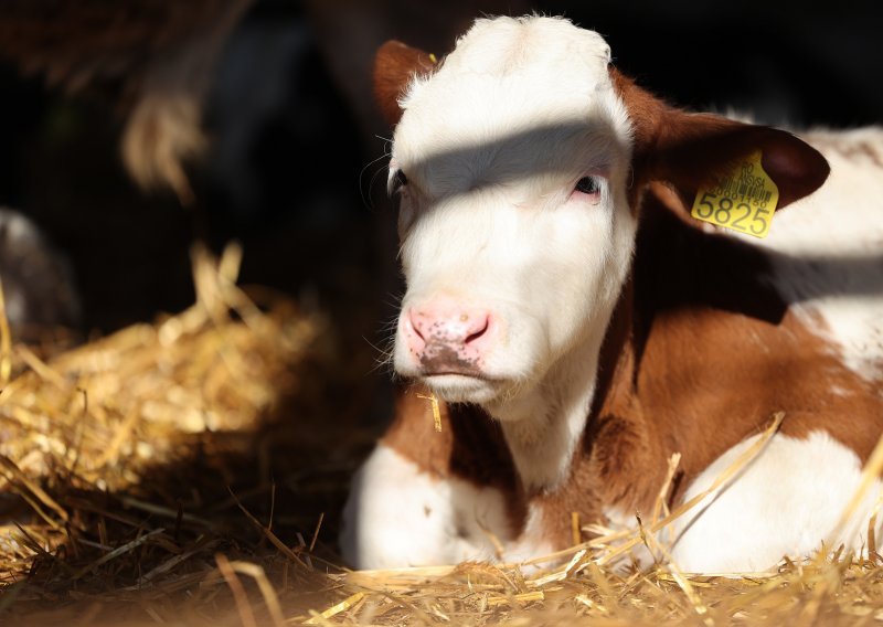 U Lonjskom polju uginulo 58 goveda; veterinari na terenu