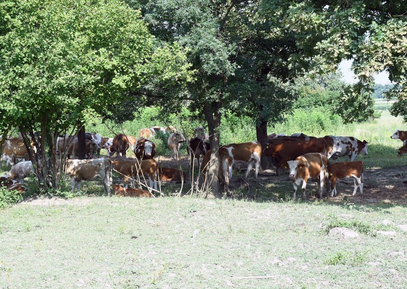Više od 100 goveda u Lonjskom Polju uginulo od bedrenice, četiri osobe završile u bolnici u Sisku
