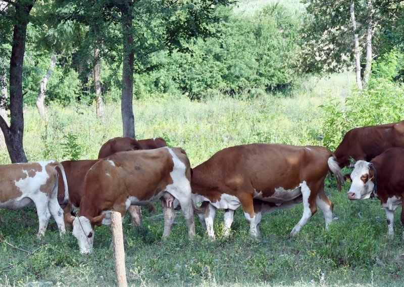 Zbog bedrenice od koje je uginulo više od 100 goveda i zrazilo se šest ljudi ograničava se kretanje ljudi i vozila u Lonjskom polju