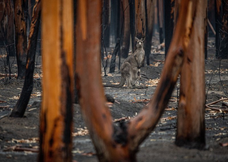 Australske flora i fauna ugroženije nego ikada od šumskih požara, suše, ljudske aktivnosti i globalnog zatopljenja