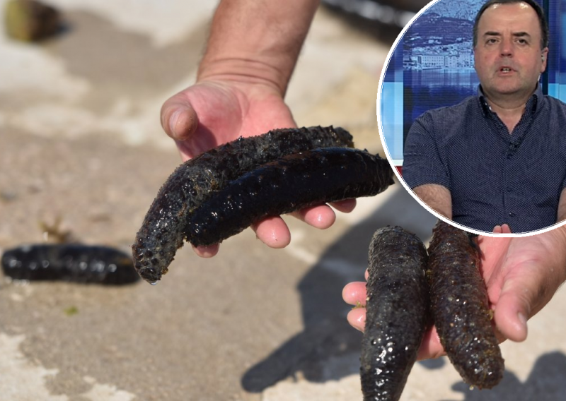 Stručnjak o krađi morskih krastavaca: Kilogram sušenog trpa prodaje se i do 15 tisuća kuna
