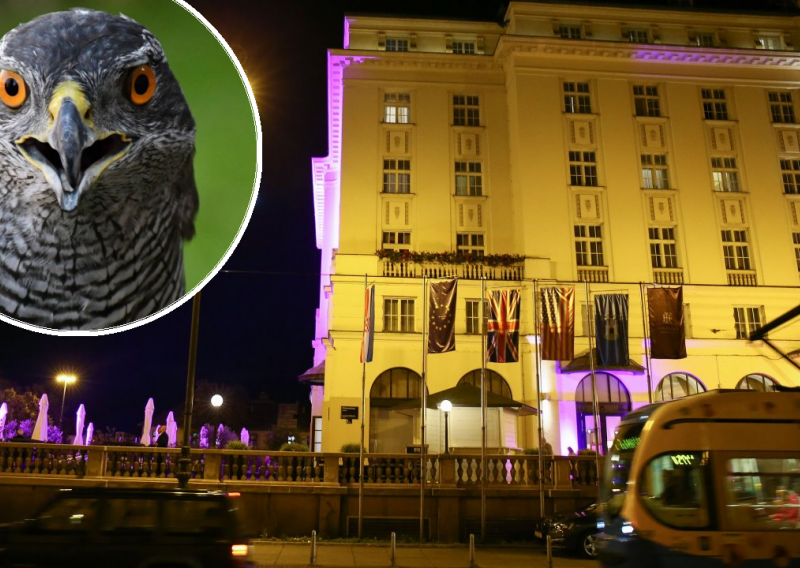 Terasu i goste u centru Zagreba već neko vrijeme teroriziraju ptice pa su se u hotelu domislili i angažirali - sokola