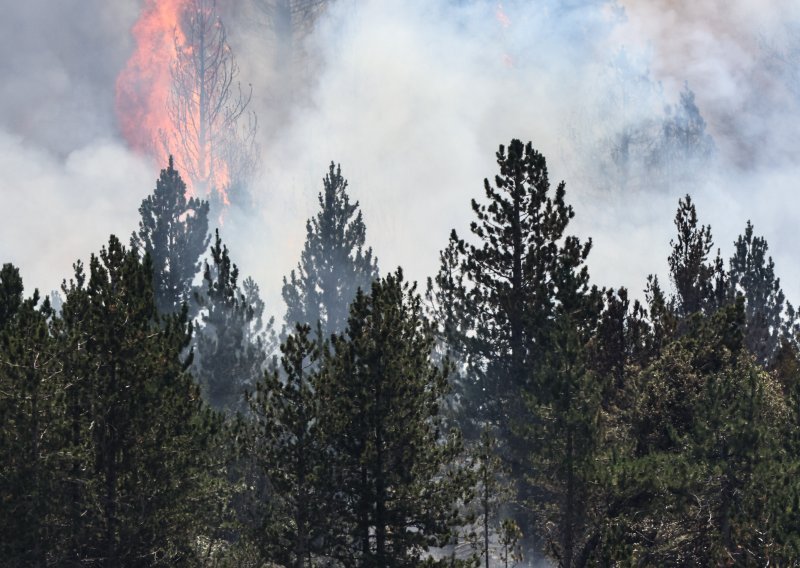 U požaru kod Vinkovca izgorjelo 20 hektara višanja