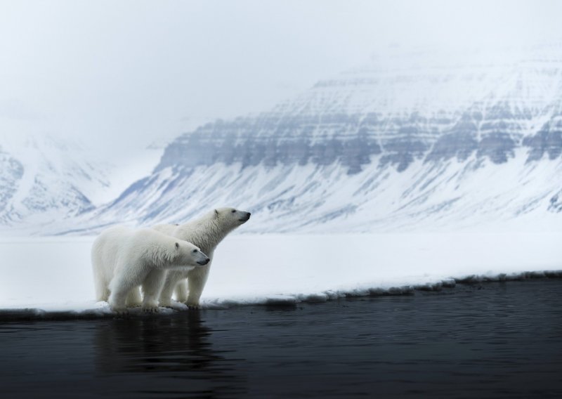Polarni medvjedi naučili živjeti i loviti u - bljuzgavici