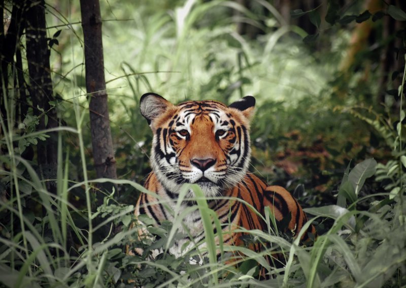 Tigrovi imaju ključnu ulogu u ekosustavu, a evo koji su točno razlozi