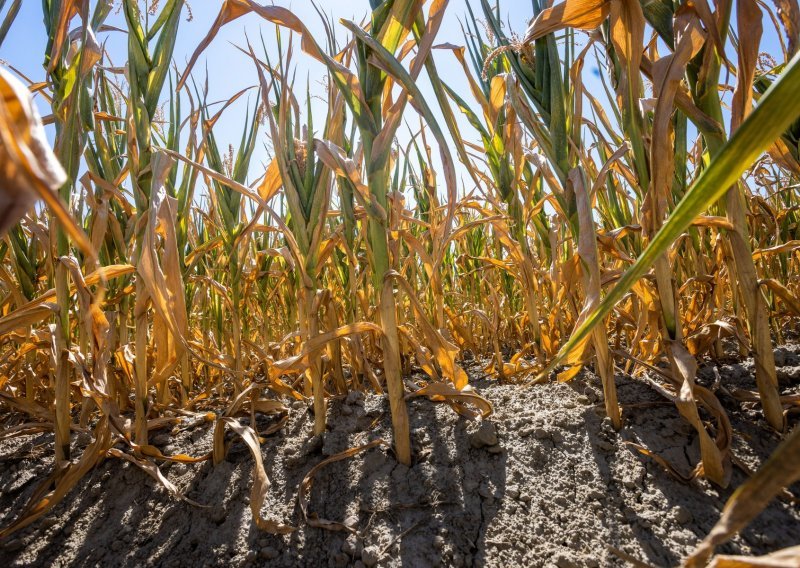 Poljoprivrednicima stiže 200 milijuna kuna pomoći zbog suše