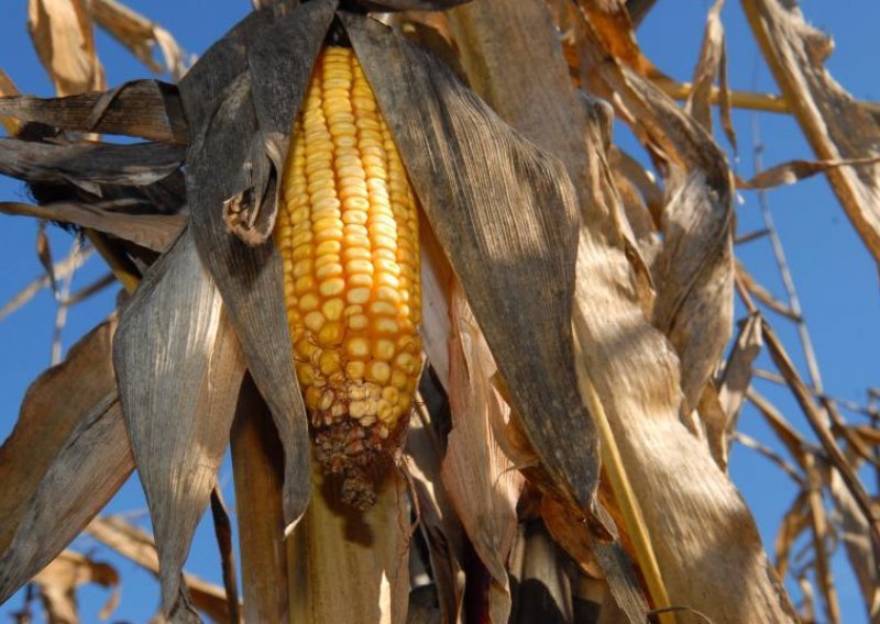 'Odobrite GMO kukuruz ili ćemo vam ga nametnuti!'