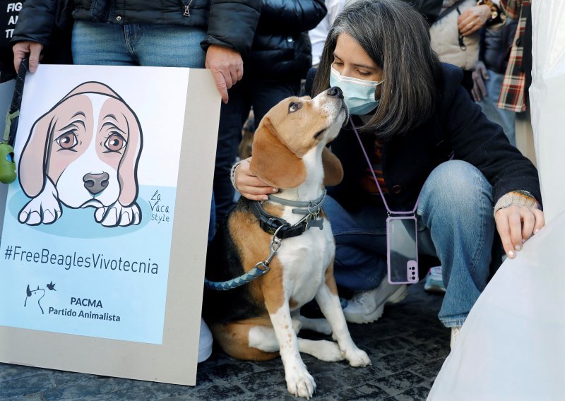 Četiri tisuće beagleova na kojima su se trebali vršiti pokusi s lijekovima u SAD-u traže nove domove