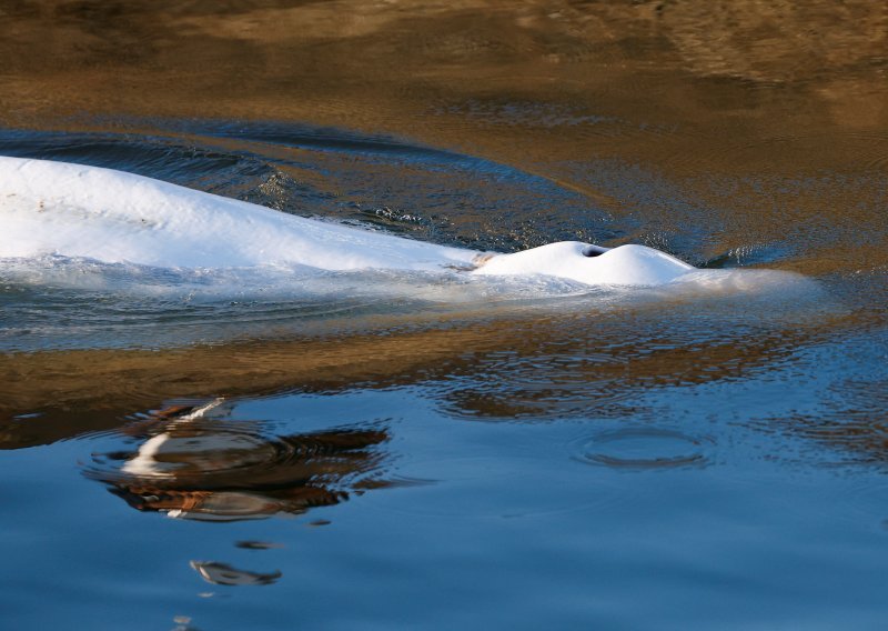 [FOTO] Uginuo je kit beluga, netom nakon što je izvađen iz Seine