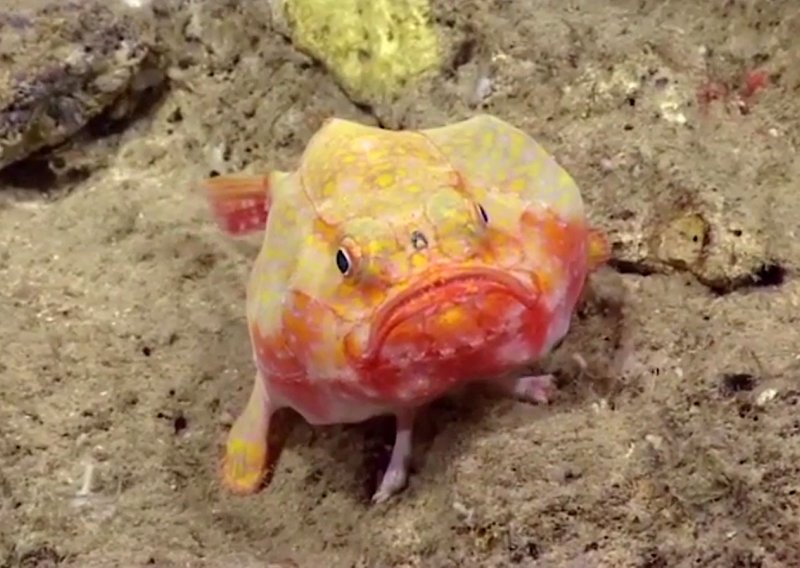 Pogledajte: U dubinama oceana otkrivena bizarna bića!