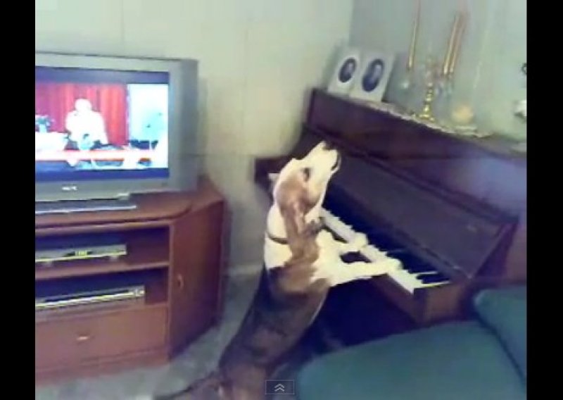 Pogledajte psa koji obožava svirati klavir