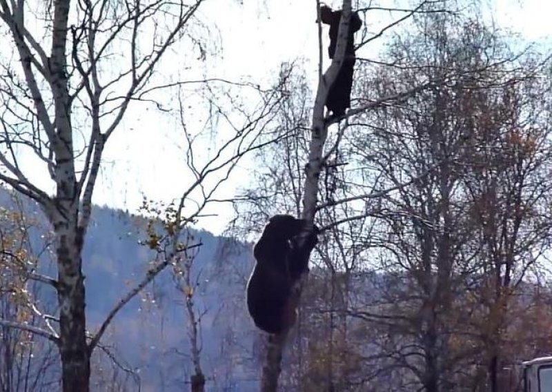 Medvjed pokušao uloviti čovjeka